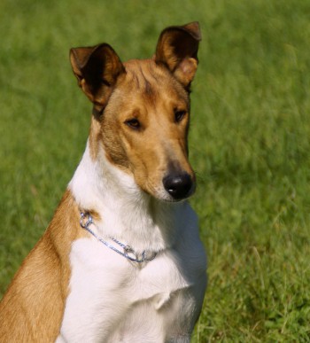 EW 21, Inter Ch,Grand CH SK, CH SK, HU,AT, Junior CH SK, SK Šampión šteniat, Mighty´s Spring Meadow Rea Rianne